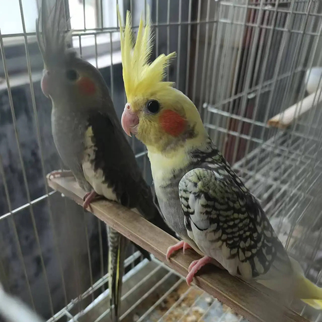 鸚鵡養(yǎng)殖展示